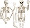 Halloween Skeleton Decorations, 2 Pack 26 Inch Full Body Skeleton with Movable Posable Joints, Human Bones Decorations for Graveyard Indoor Outdoor Decor